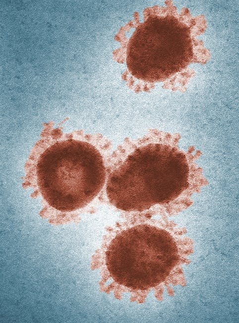 Understanding the Interaction Between Herpes Viruses and the Immune System